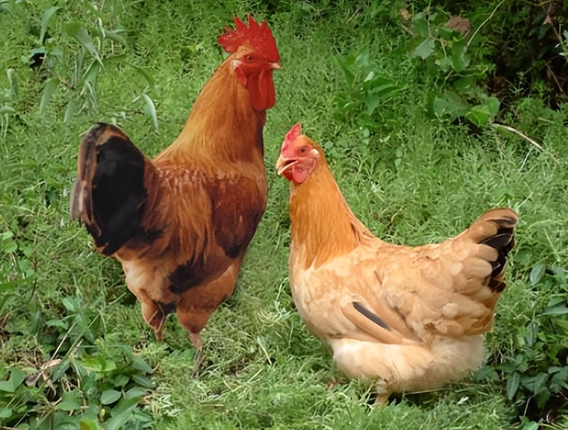 土鸡真的受欢迎吗,养土鸡的前景和注意事项