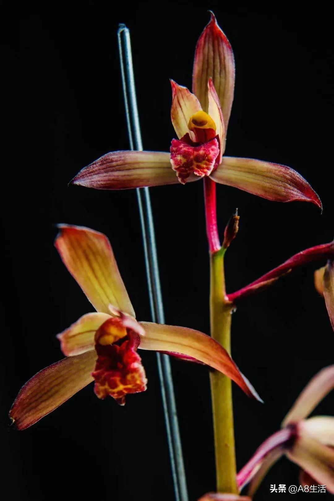 每日一品花卉,每日一品中国兰花春兰