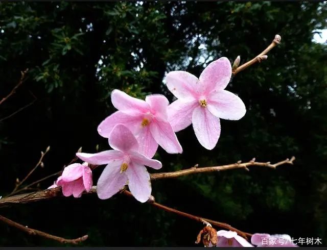 开花植物大全100种,实用分享30款小型开花树种介绍