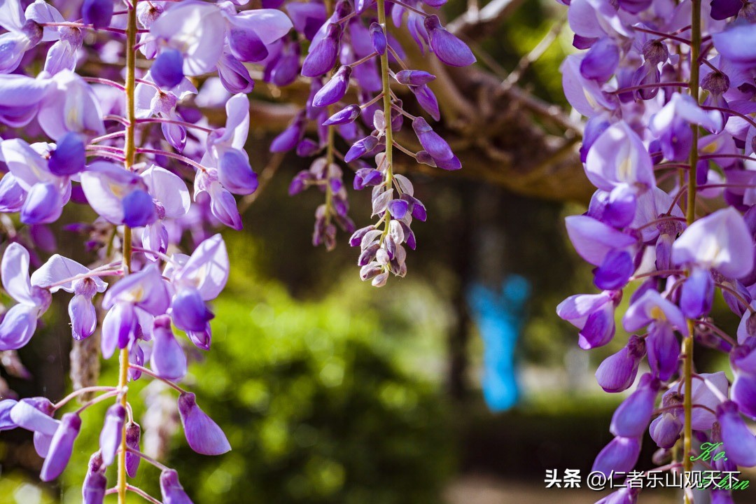 丧家的资本家乏走狗原文,丧家的资本家乏走狗指的是谁