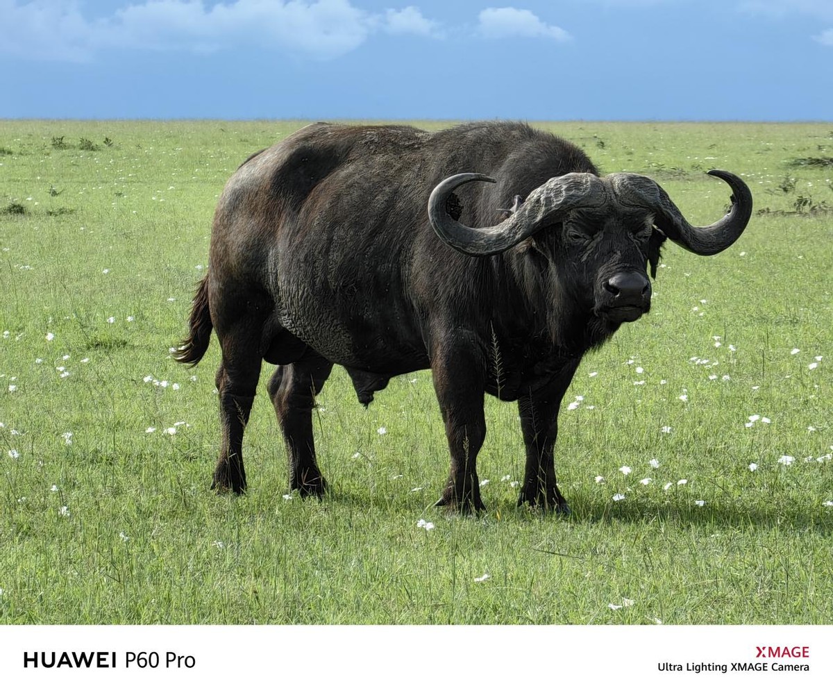 华为p60在香港用好用吗,华为p60有华为终端么