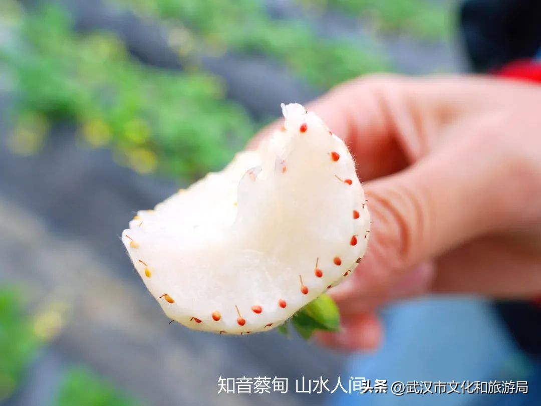 又红又大的草莓欢迎采摘,最近的草莓采摘在哪里