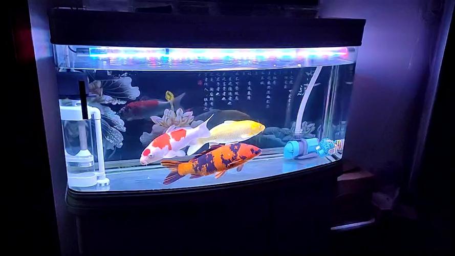 新鱼到家入缸需要注意事项,新鱼到家怎么养出状态