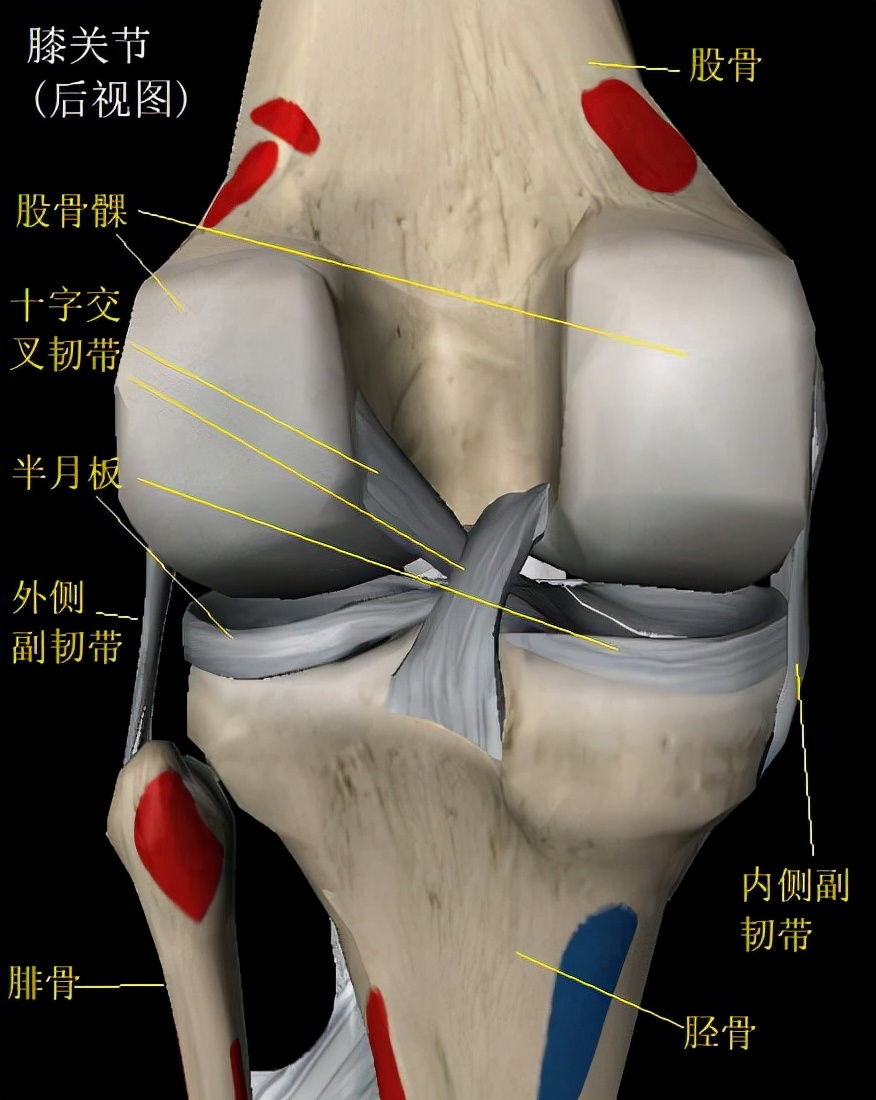 为什么会有o型腿,o型腿最有效矫正