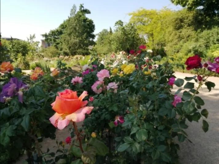 法国玫瑰花园,法国玫瑰花香沐浴露正品