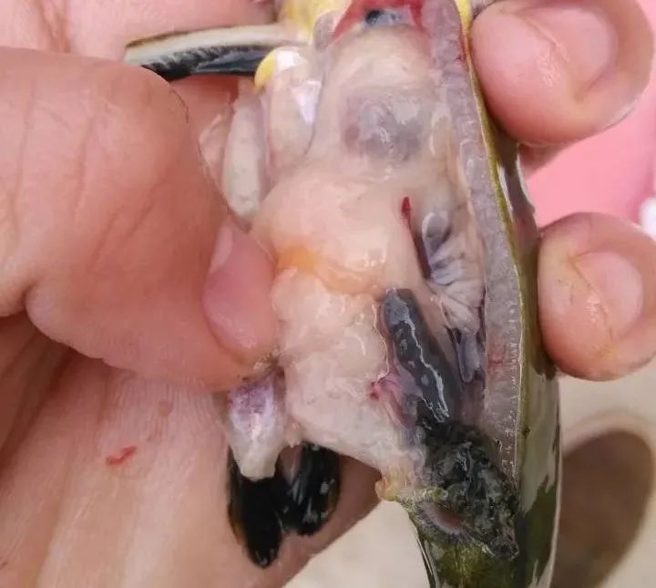 鱼类便秘怎么治疗,鱼塘里的鱼便秘怎么治疗最好