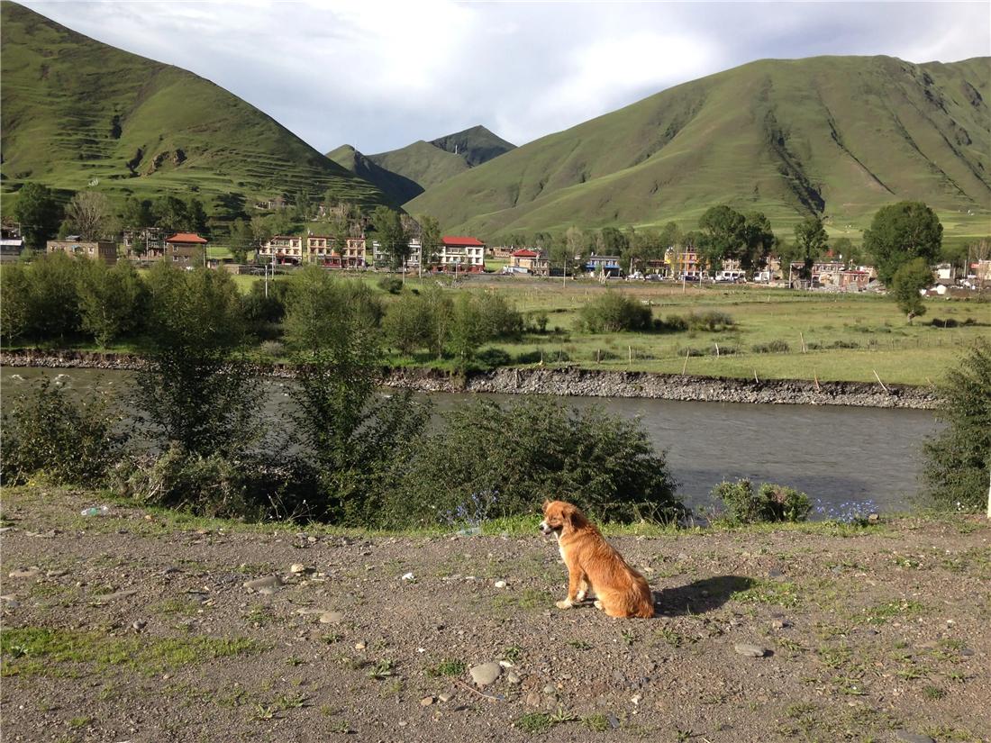 土狗追几十里找主人,土狗自驾川藏线上