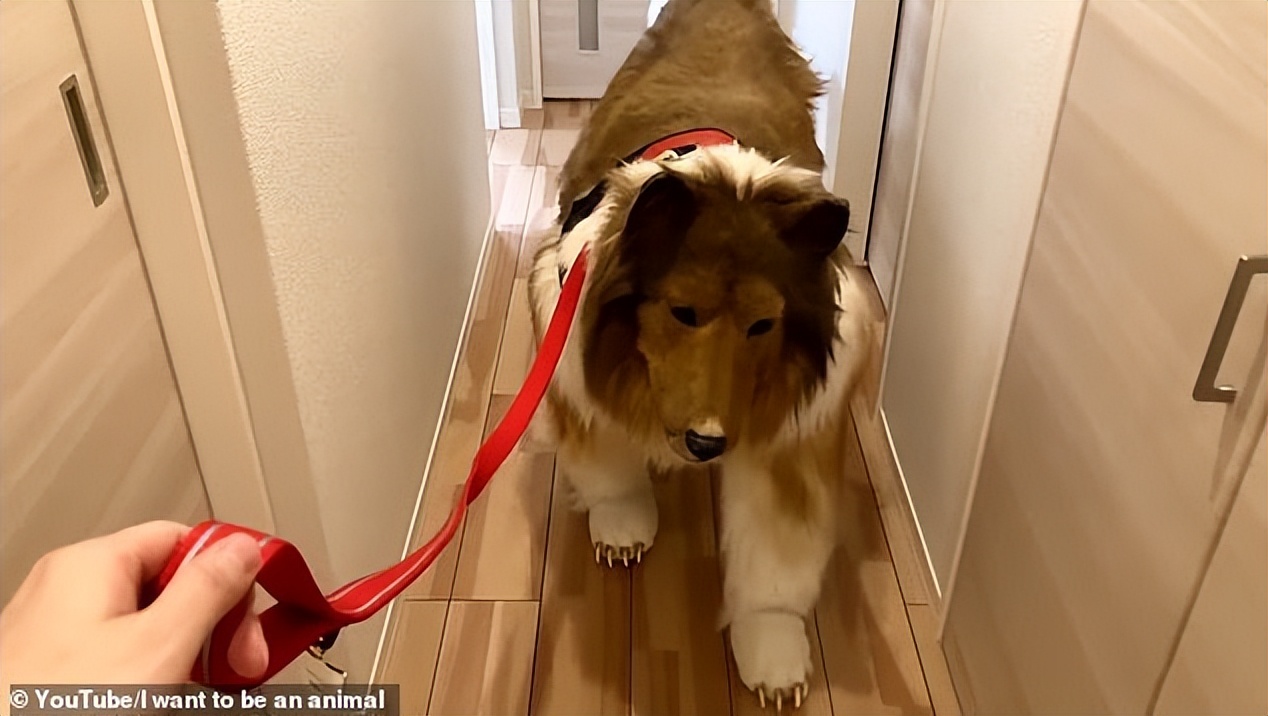 日本男子花10万扮成狗视频,日本男子花200万元扮狗