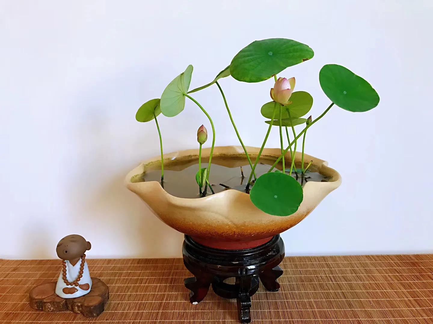 碗中种莲，年复一年花开花落到叶枯