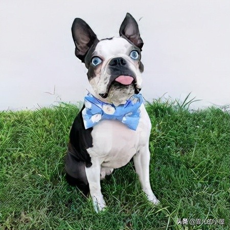 如何让你挑到称心如意的犬类宠物？一起来看看这份宝典指南吧