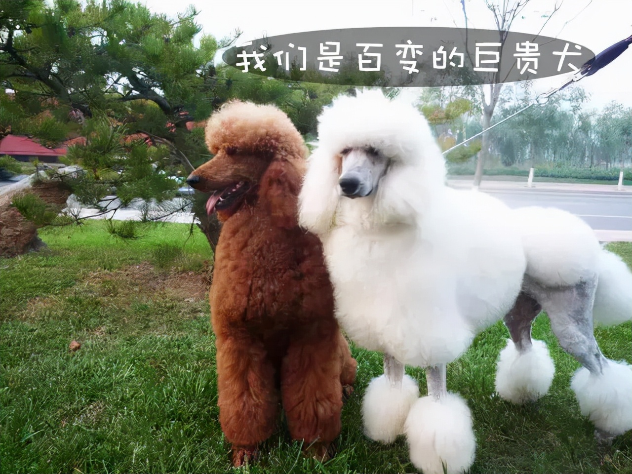 巨型贵宾犬怎么养最合适,养巨型贵宾犬怎样做犬舍