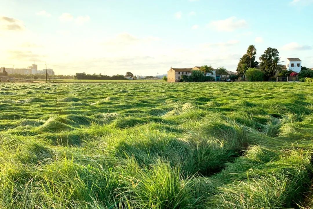 插上科技“翅膀”，油莎豆事业进入智能机械时代！