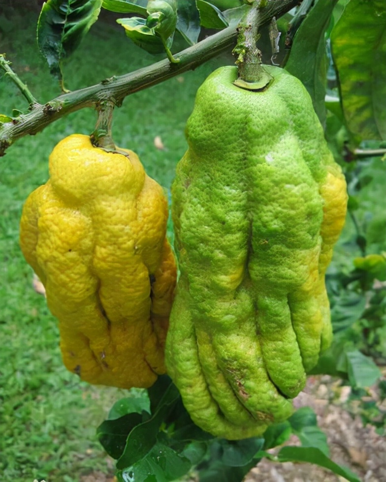 亦花亦果、香中君子——佛手