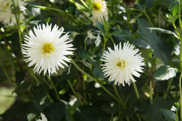 白菊与黄菊花的区别,白菊花泡水喝的功效有哪些