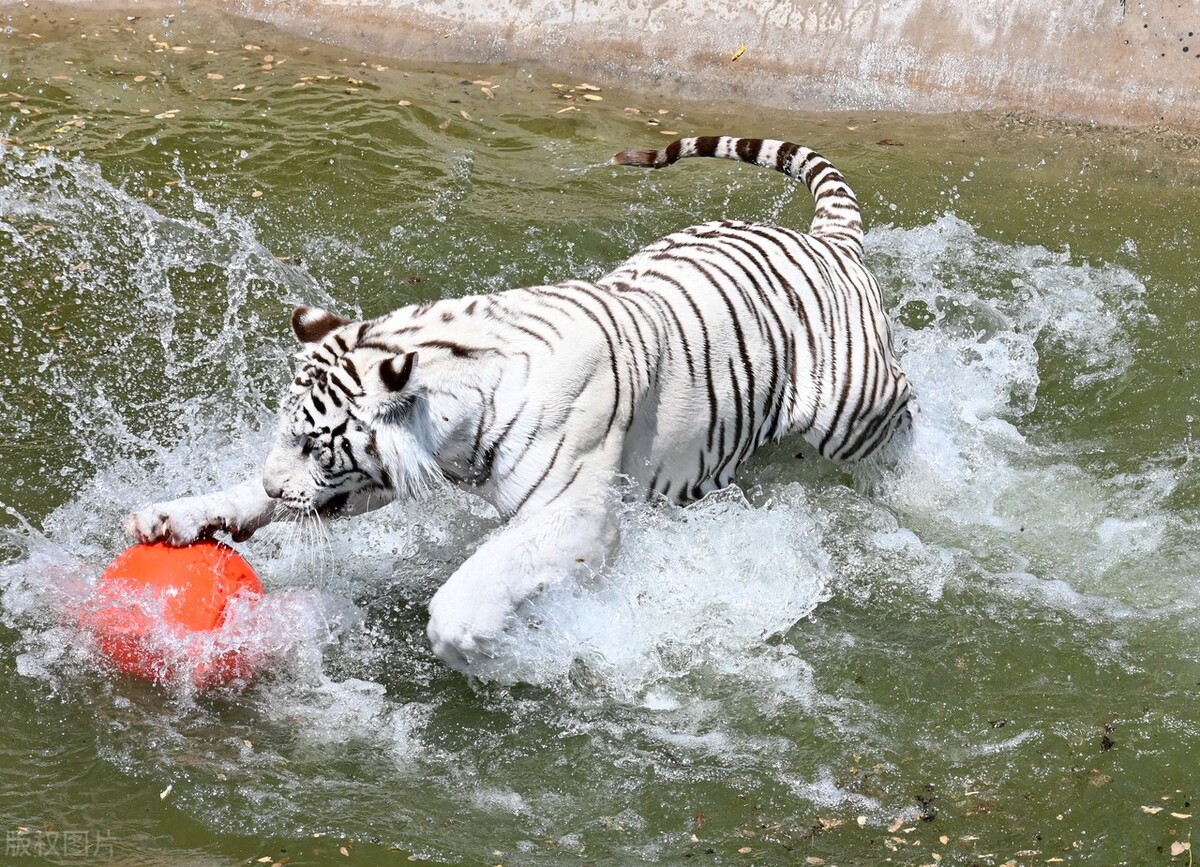 全球高温排行榜实时公布,全球热浪和高温纪录