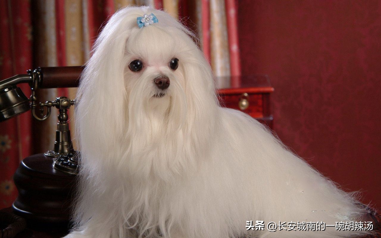 世界名犬大赛全程视频,世界名犬下司犬排名