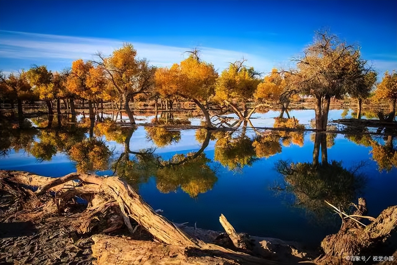 【临夏林草文化】科普篇‖胡杨铁骨千年铸，沧桑燃尽度春秋