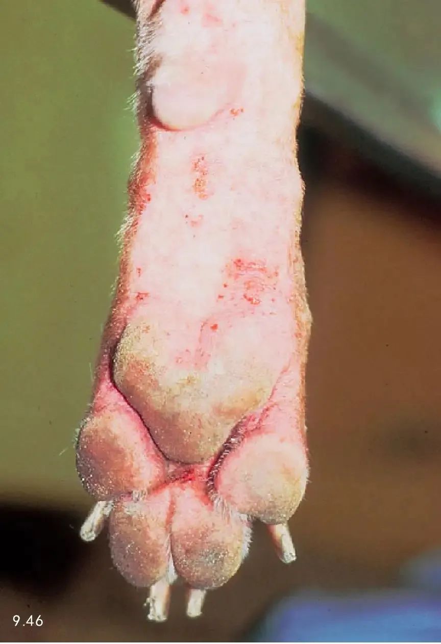 狗狗肚皮上起红点并痒怎么回事,狗狗身上发痒有红点是怎么了