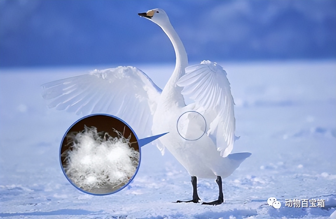 鹅绒是从活鹅身上拔的吗,鹅绒被跑出来的绒会呼吸进肺里吗