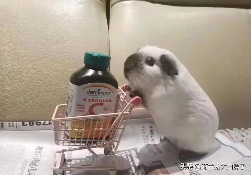 家里养的荷兰猪能放生吗,荷兰猪可以到野外放生吗