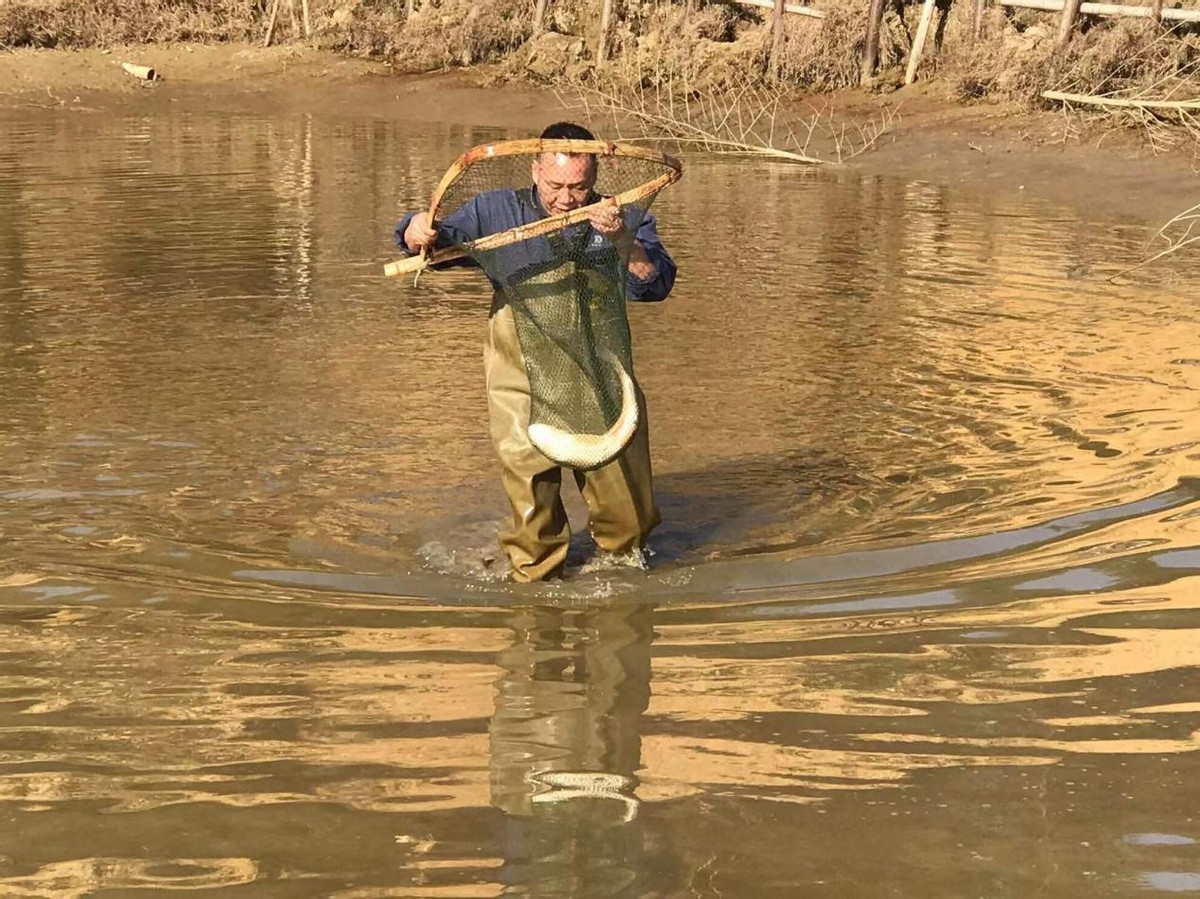 冬日捕鱼现场,冬日捕鱼卢龙县