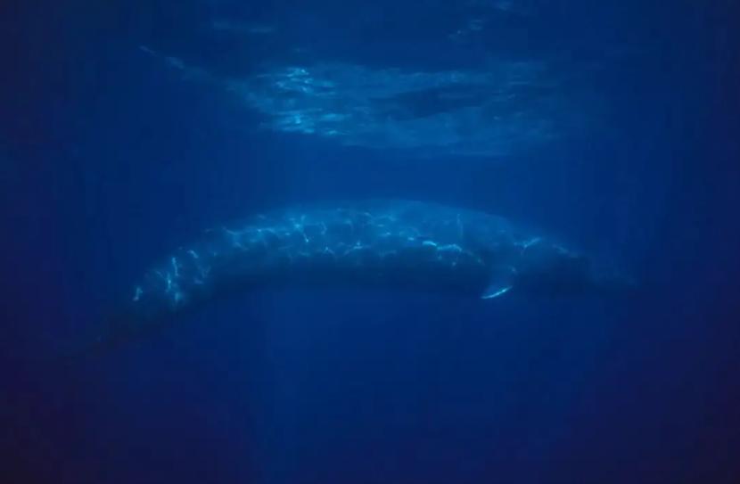 深海发现生物人类重新思考,科普深海8000米的神秘生物