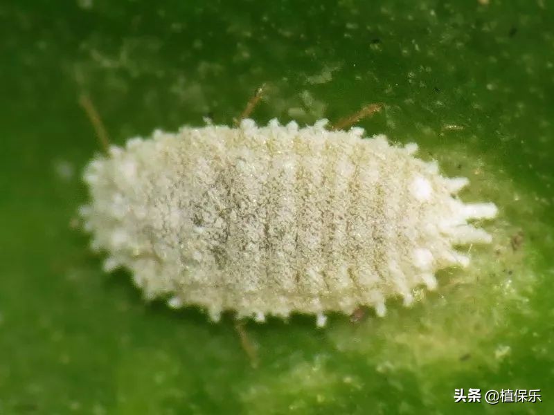 毒死蜱能和其它杀虫剂一块使用吗,毒死蜱果树杀虫剂什么时间用最好