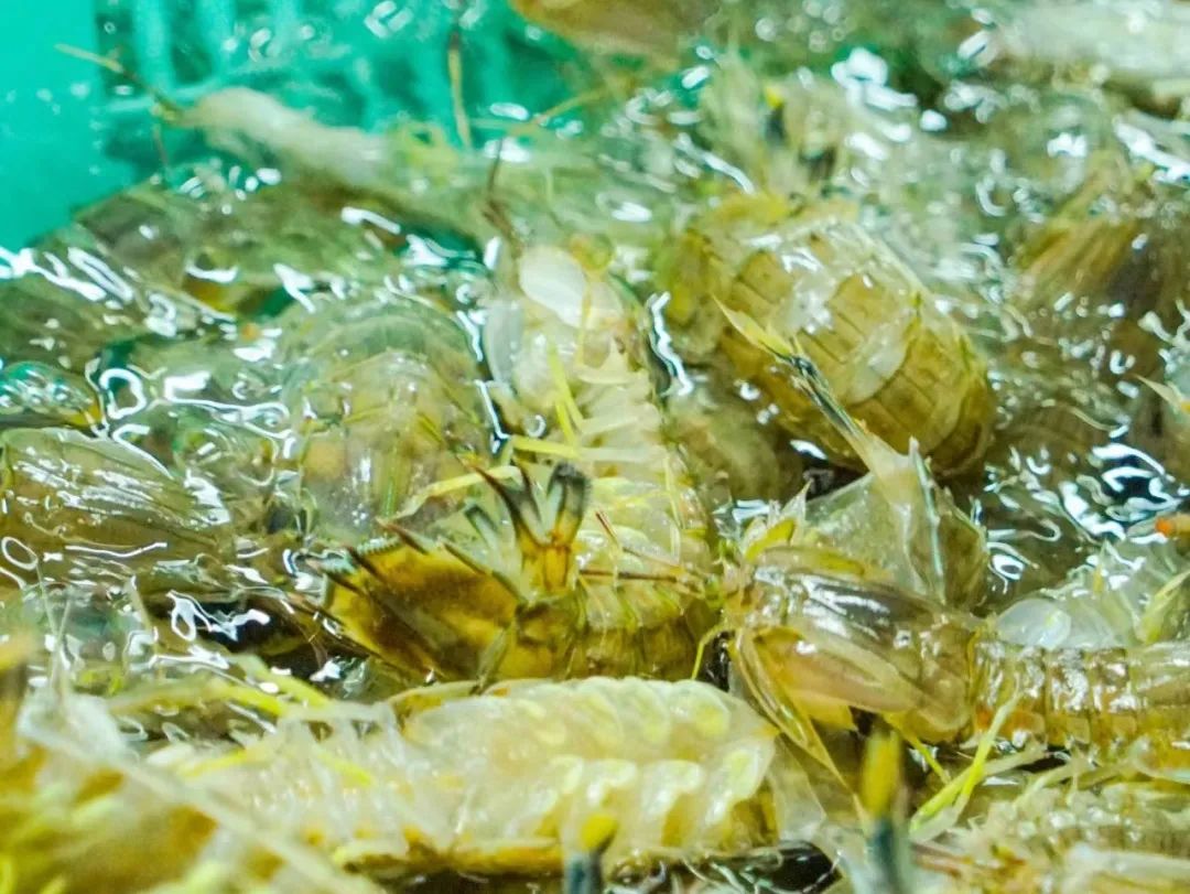 85后敖哥在澳洲：卖海鲜开餐厅，负债20万，远赴海外开卡车