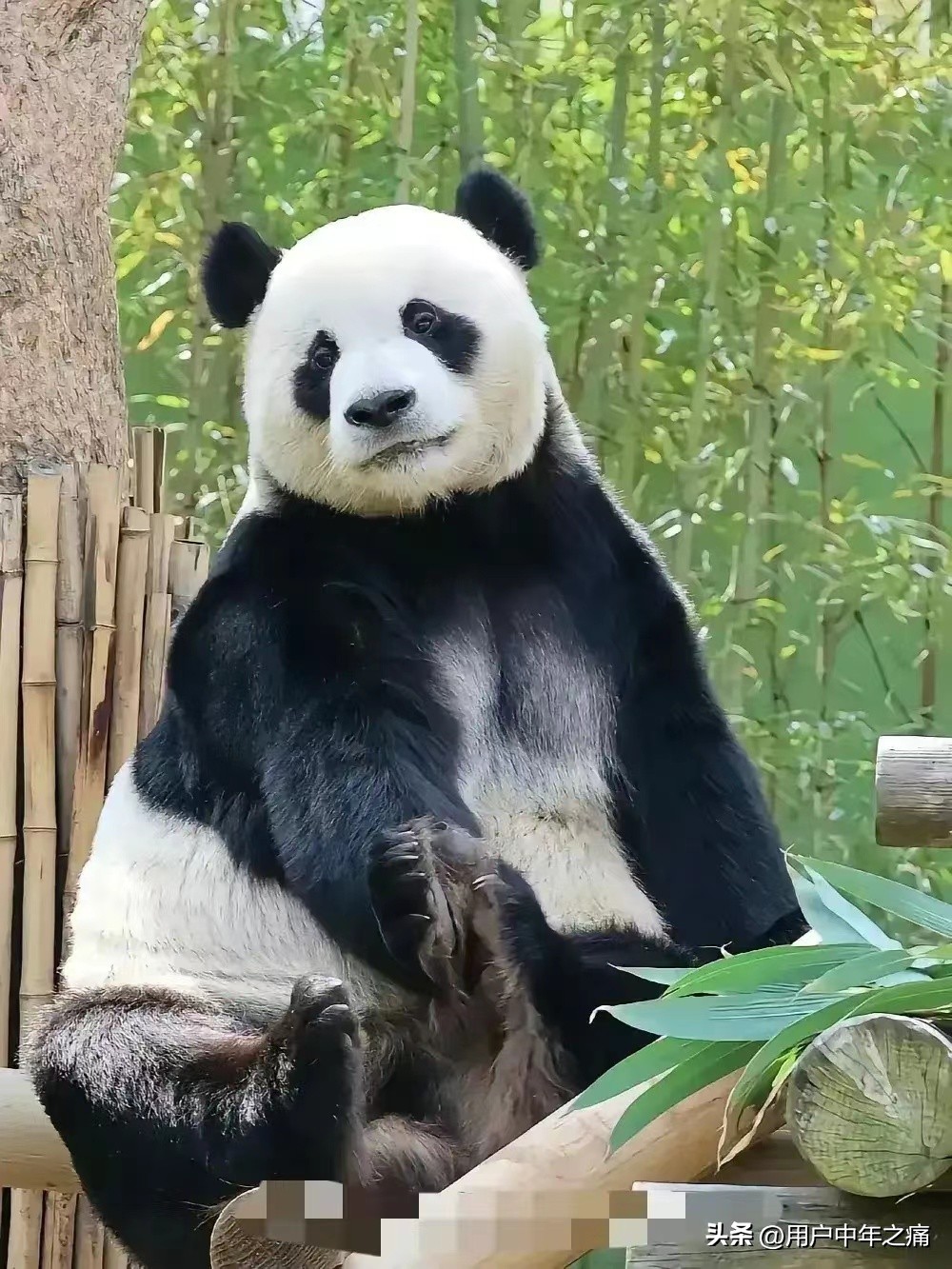 乐宝很个乐天派，实力超强，相当厉害！主打就是一个man到爆！