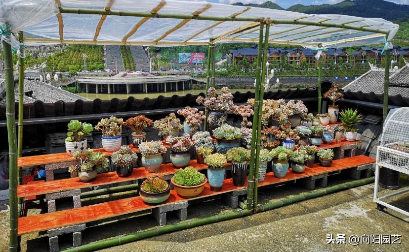 不适合淋雨露养的多肉,露养多肉杀菌雨前还是雨后