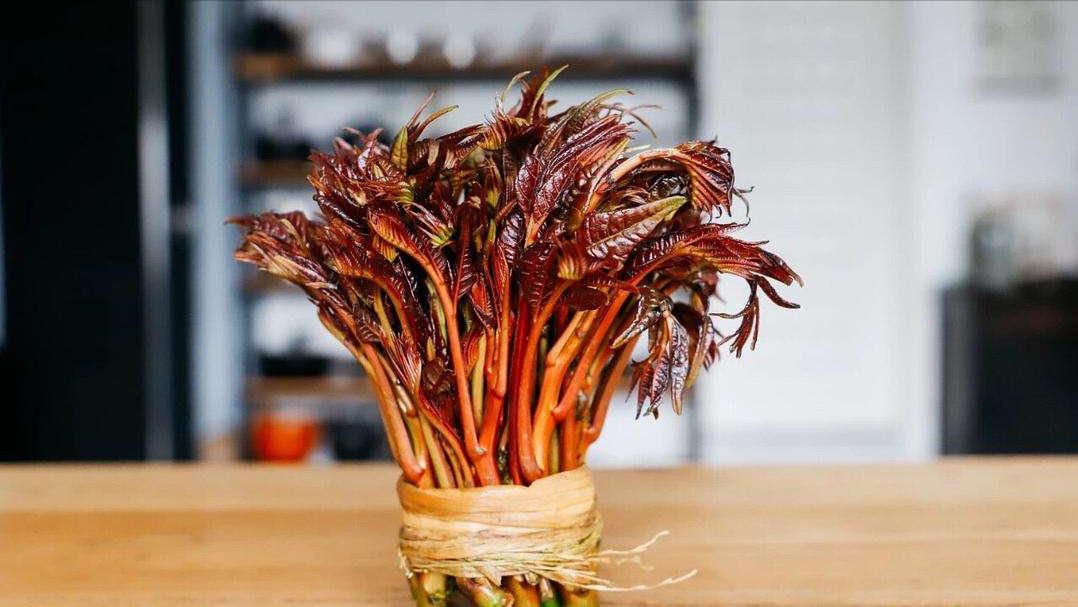 香椿苗和香椿芽一样含致癌物,有的人说香椿含致癌物是真的吗