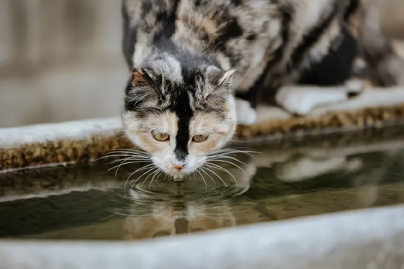 猫掉缸里怎么办,猫咪老是掉缸怎么办