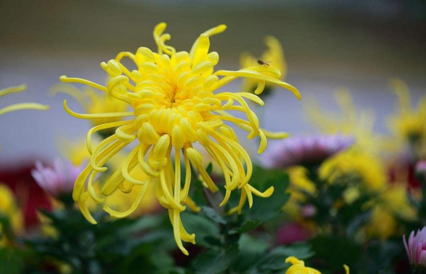 十首赏菊的诗词,赏黄花的诗句