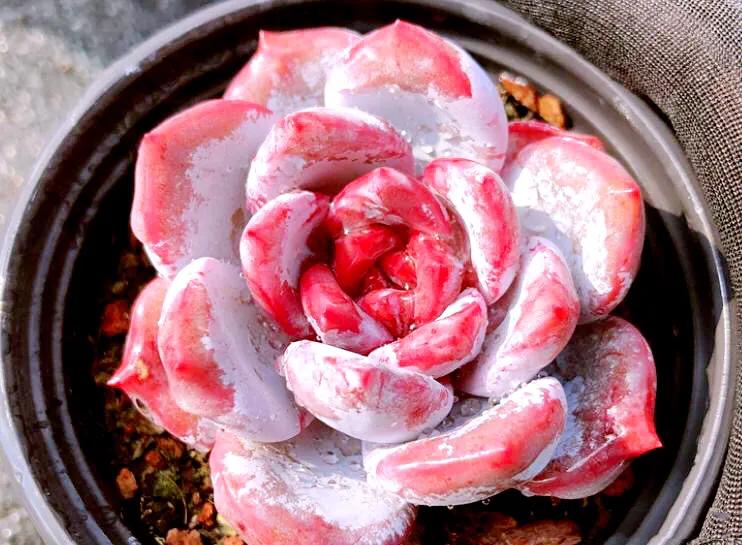 又美又仙的多肉,多肉植物100年的老桩奥普琳娜