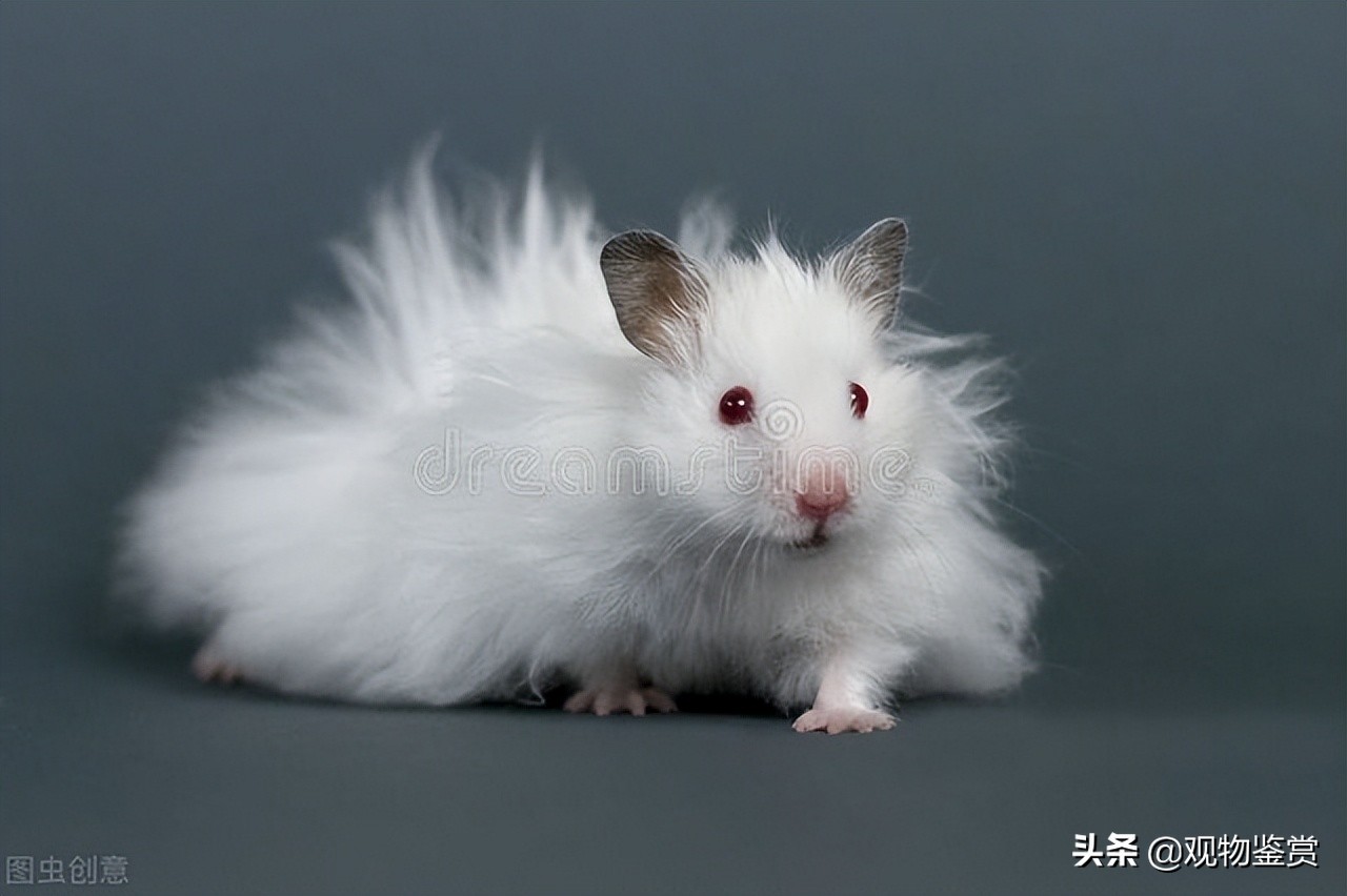 仓鼠的腿断了还能活多久,公仓鼠和母仓鼠寿命