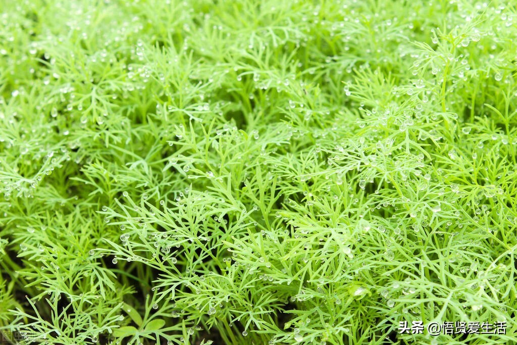 绿萝叶子打蔫发黄快速补救方法,大叶绿萝打蔫叶子下垂是什么原因