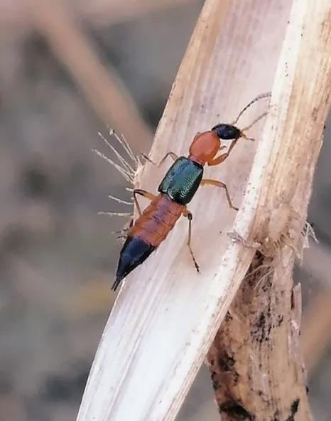 被隐翅虫毁容会好吗,隐翅虫脸上毁容