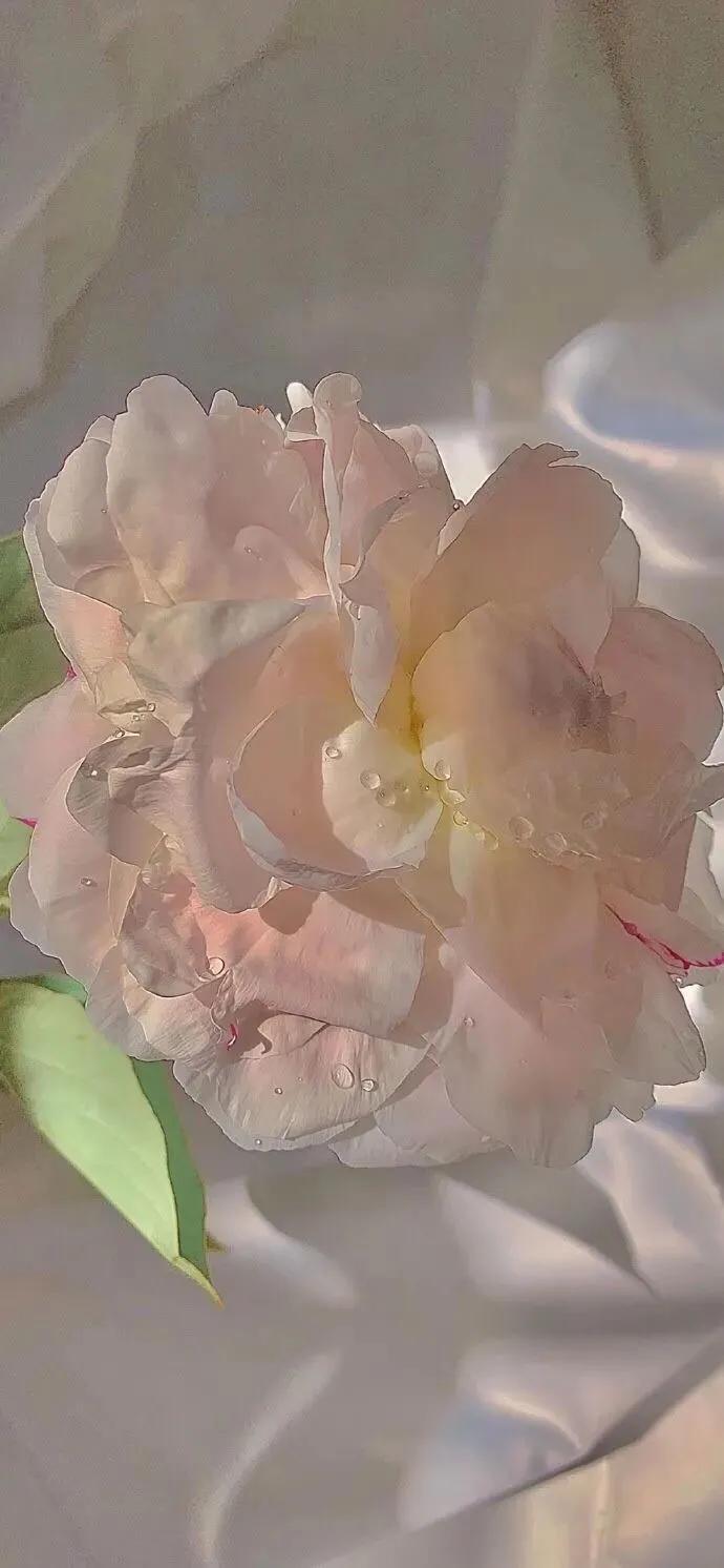 玫瑰壁纸唯美伤感,壁纸浪漫玫瑰