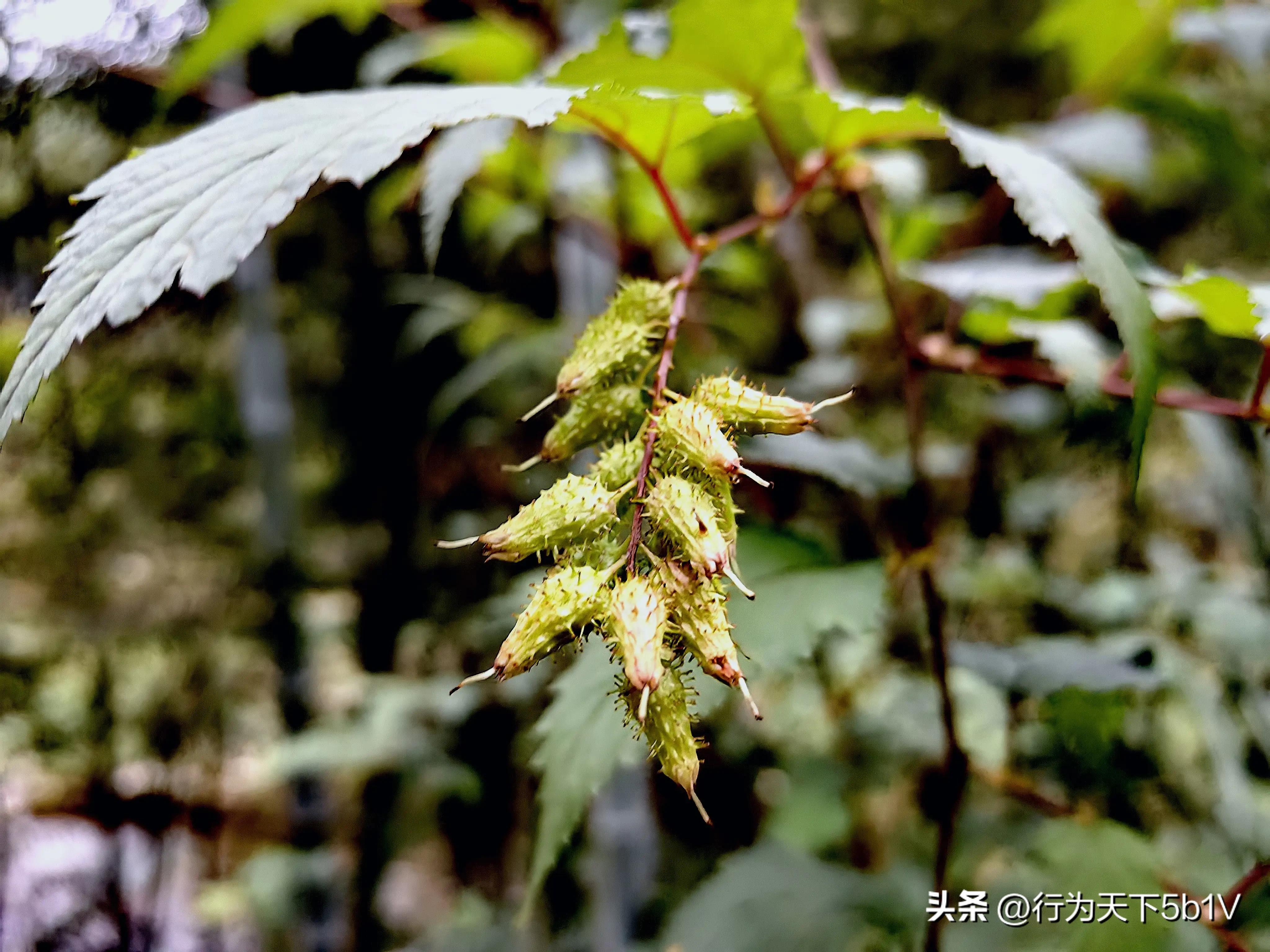【探秘宛田红滩瀑布溯溪梦江吉翁瀑布】穿越花坪神秘风景线