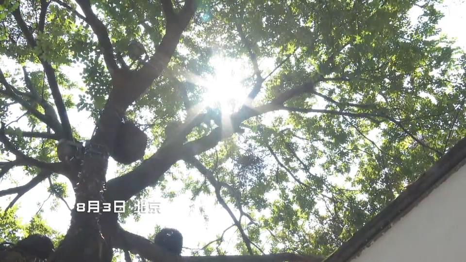 香港海域突现百万鲳鱼，背后原因令人唏嘘