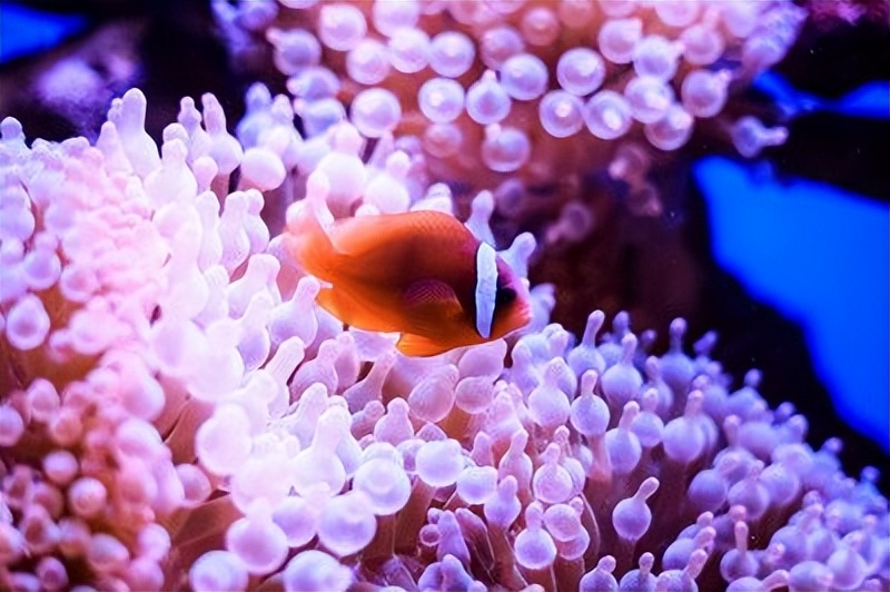 乌克兰，我们7000年的老姑婆，您还好吗