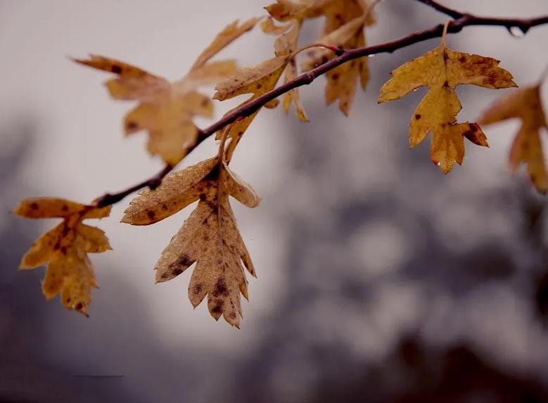 有关冬日的雨的诗句,描写寒冷的冬雨的诗句