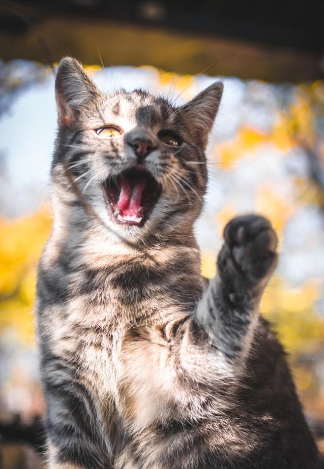 猫咪半夜老是叫还咬人,猫咪半夜爱拉屎吗