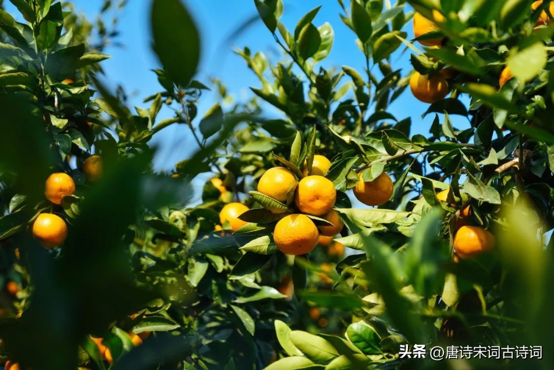 丰收在望喜悦在心中,丰收在望秋天到来