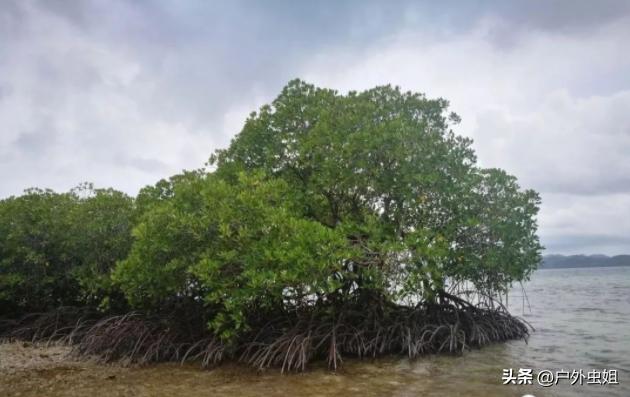 旅行团无人海岛,海岛旅游团自由行