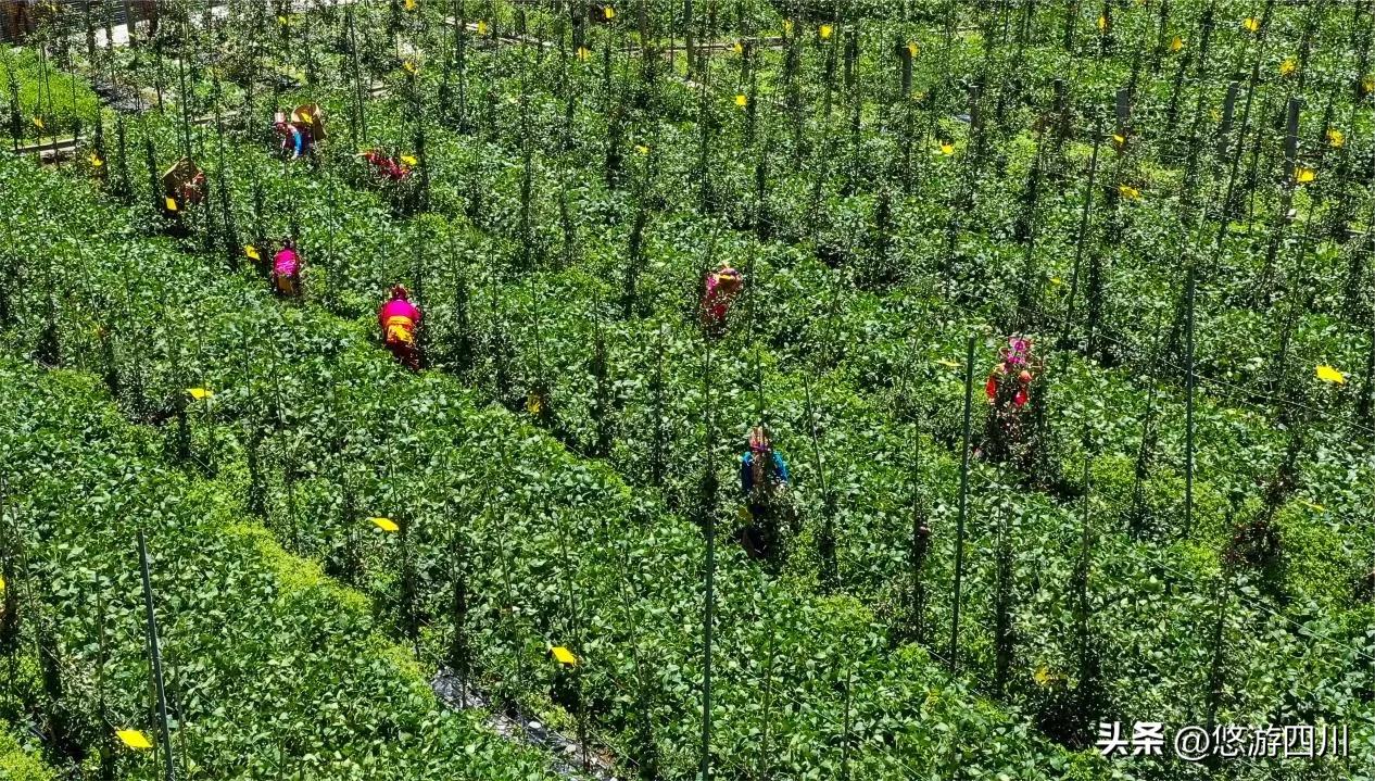 千亩猕猴桃助力乡村发展倍增,七大产业集群引领三农高质量发展