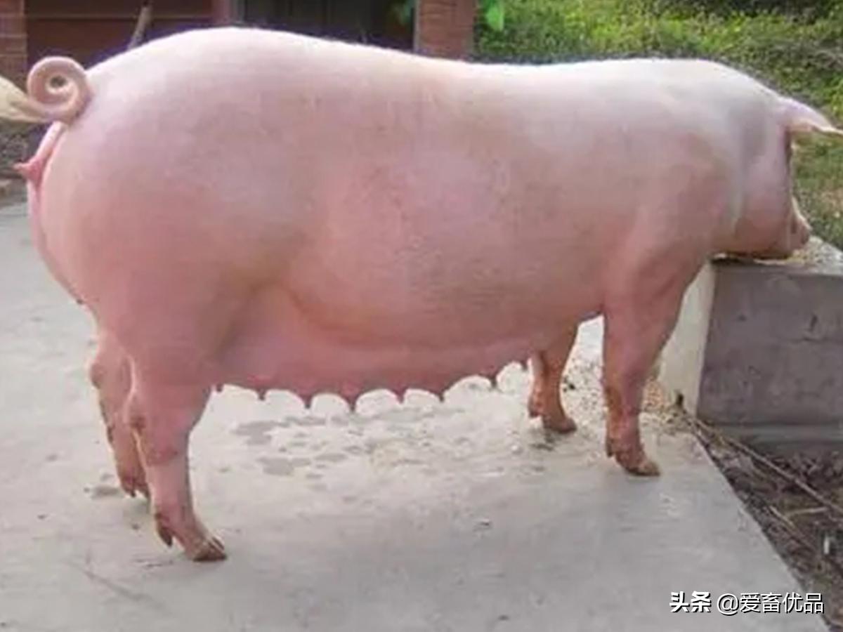 母猪预产期到不生产怎么办,母猪到预产期还没生产是什么原因