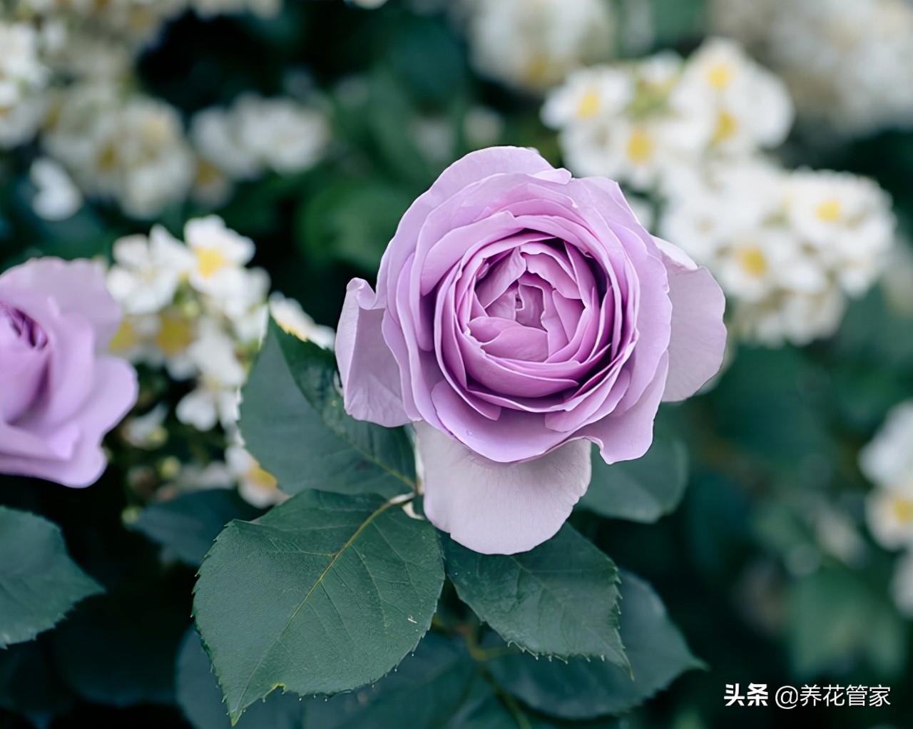 哪种紫色的月季最好看,蓝紫色的月季有哪些