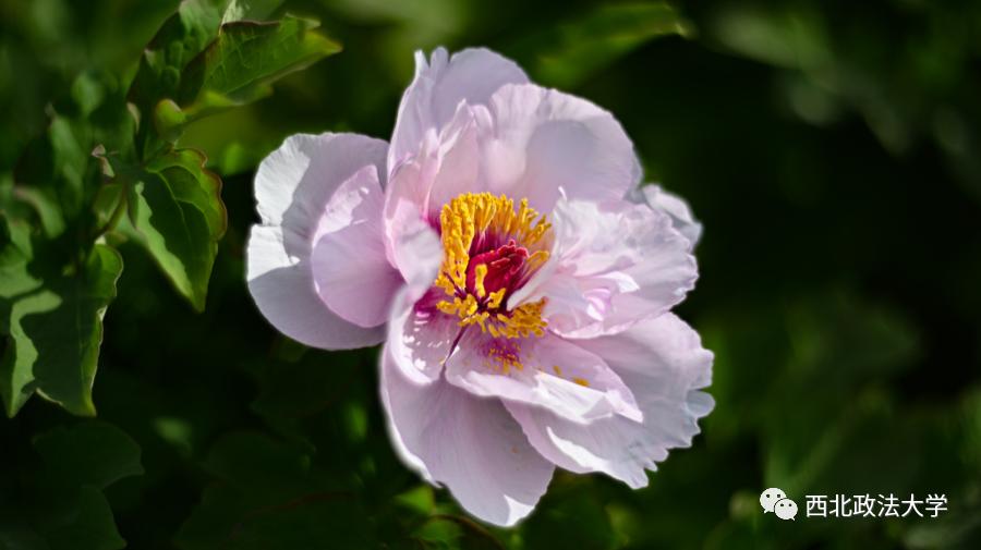 西法大到底是什么,西法大是什么意思网络用语