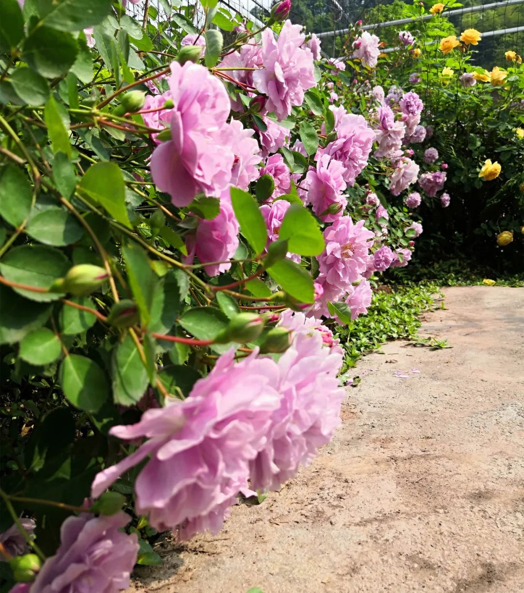 大寨玫瑰花海迷宫,花海迷宫大寨